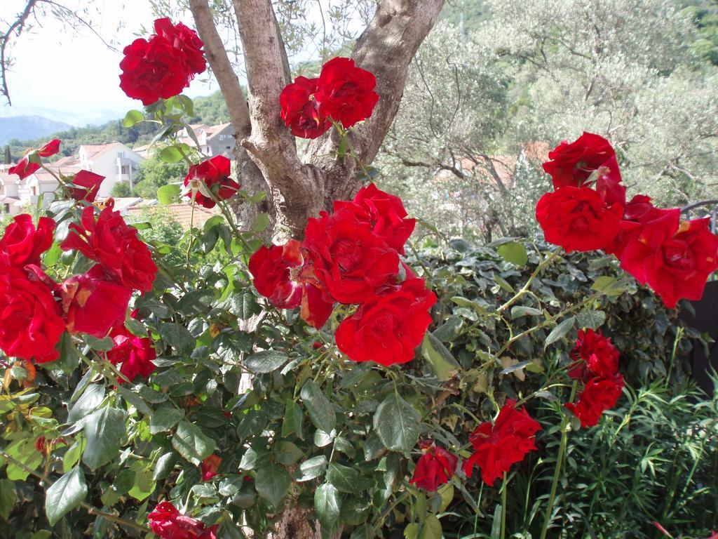 Matkovic Tivat